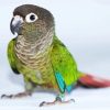 Aesthetic Conure Bird paint by number