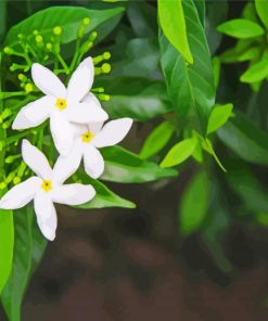 Aesthetic Jasmine Flowers paint by numbers