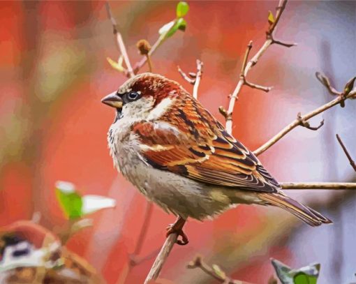 Aesthetic Sparrow Bird Animal paint by number