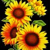 Aesthetic Sunflowers paint by number