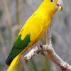 Aesthetic Yellow Conure paint by number