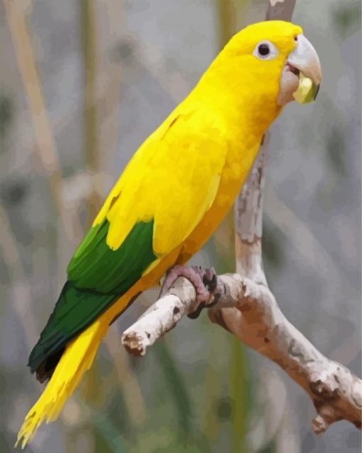 Aesthetic Yellow Conure paint by number