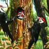 Woodpecker Birds paint by numbers