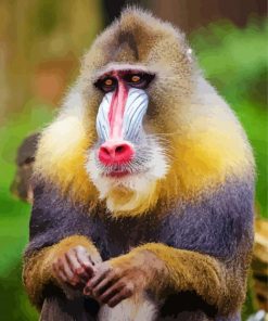 Baboon Monkey paint by numbers