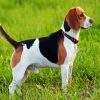 Beagle Dog Breed paint by numbers