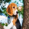 Beagle Dog Pet paint by number