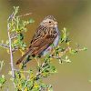 Beautiful Sparrow Bird paint by number