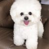 Bichon Frise paint by numbers