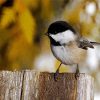 Black And White Chickadee paint by numbers