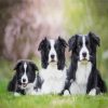 Black And White Collies Dogs paint by number