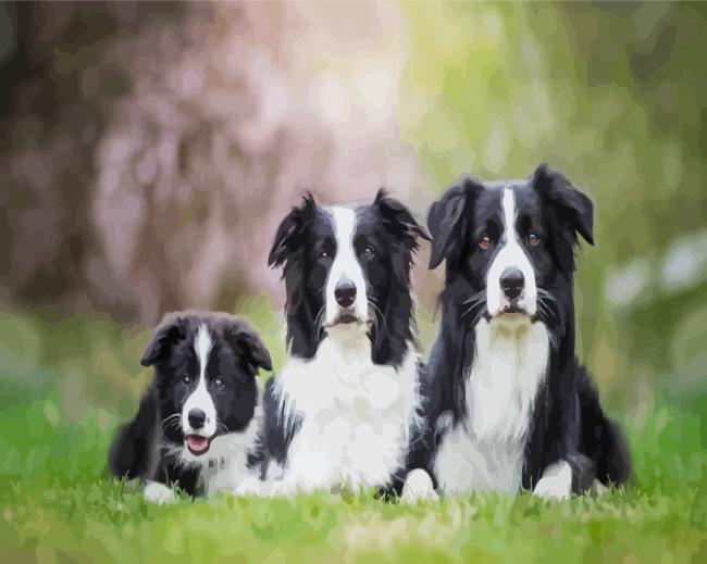 Black And White Collies Dogs paint by number