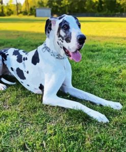 Black And White Great Dane paint by numbers