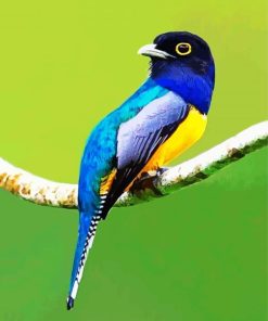 Blue Trogon paint by number