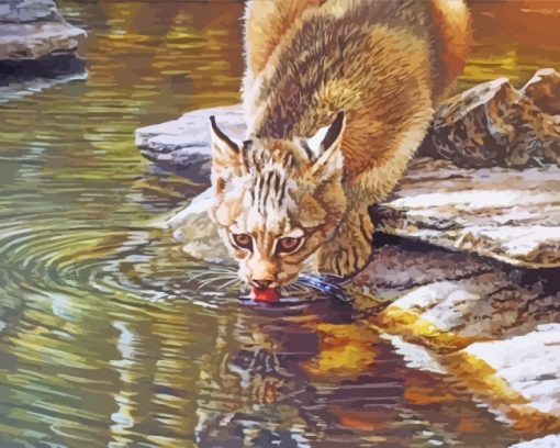 Bobcat Drinking Water paint by numbers