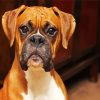 Brown Boxer Dog paint by number