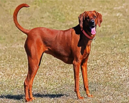 Brown Coonhound paint by numbers