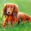 Brown Dachshund Puppy paint by numbers