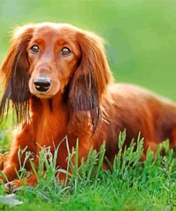 Brown Dachshund Puppy paint by numbers