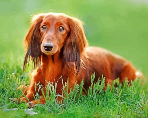 Brown Dachshund Puppy paint by numbers