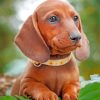 Brown Dachshund Puppy paint by number