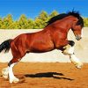 Brown Clydesdale paint by numbers