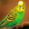 Budgerigar paint by number