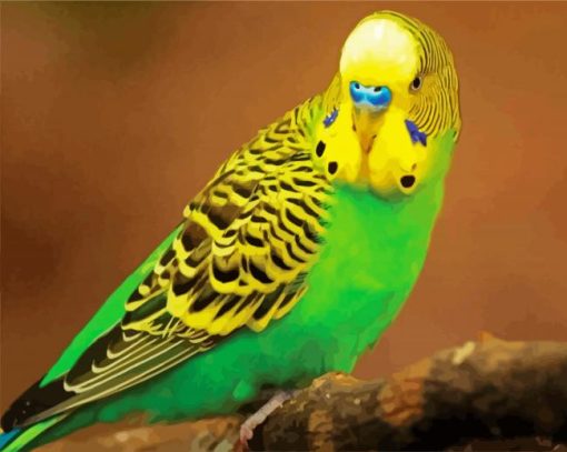 Budgerigar paint by number