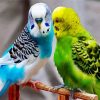 Budgerigars Birds paint by numbers