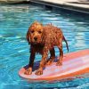 Cavapoo Swimming Pool paint by number