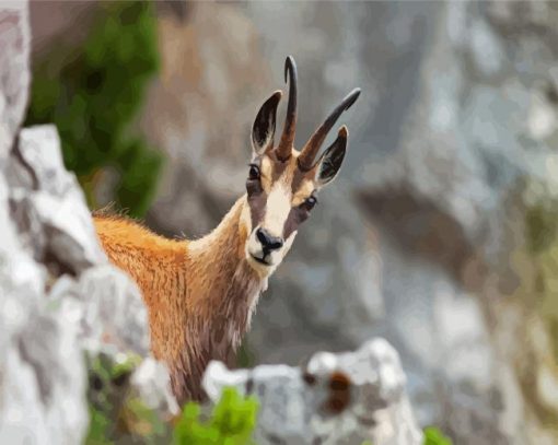 Chamois Animal paint by number