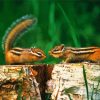 Chipmunks Animals paint by number