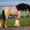 Clydesdale paint by numbers