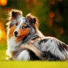 Collie Dog paint by numbers