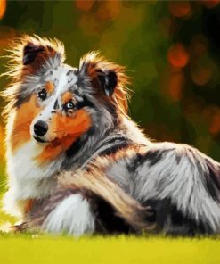 Collie Dog paint by numbers