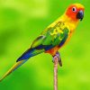 Conure Bird paint by numbers