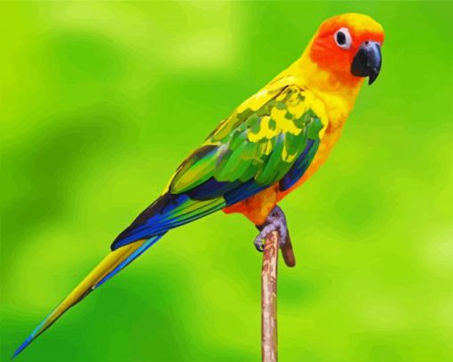 Conure Bird paint by numbers