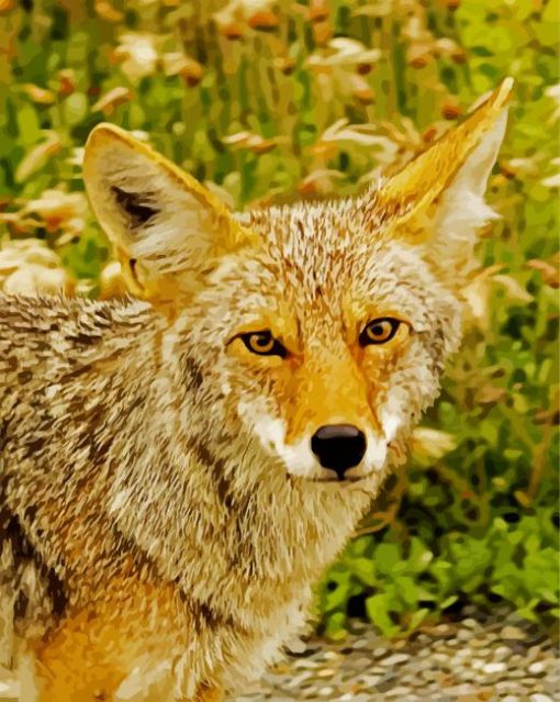 Coyote Animal paint by number