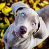 Cute Weimaraner Puppy paint by number