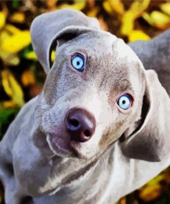 Cute Weimaraner Puppy paint by number