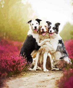 Cute Collies paint by numbers