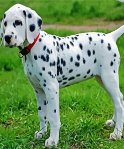 Cute Dalmatian paint by numbers