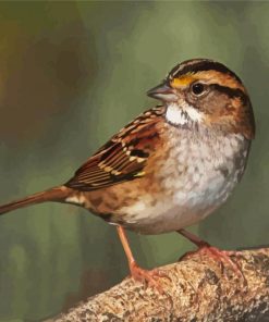 Cute Sparrow paint by numbers