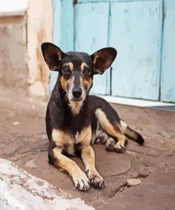 Cute Street Dog paint by number