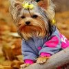 Cute Yorkie Puppy paint by numbers