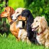 Dachshunds Dogs Animals paint by number