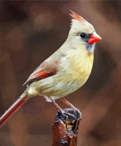 Female Cardinal Bird paint by number