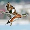 Flying Wigeon paint by numbers