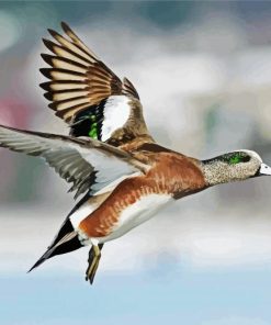 Flying Wigeon paint by numbers