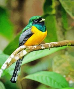 Green And Yellow Trogon paint by number