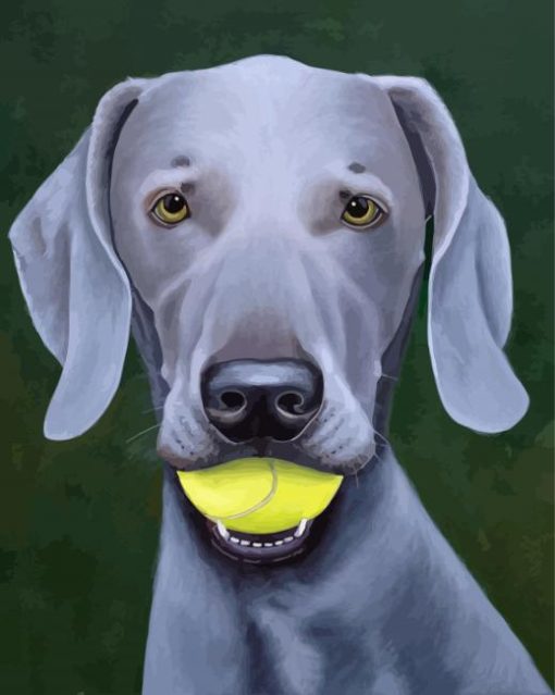 Grey Weimaraner Dog paint by number